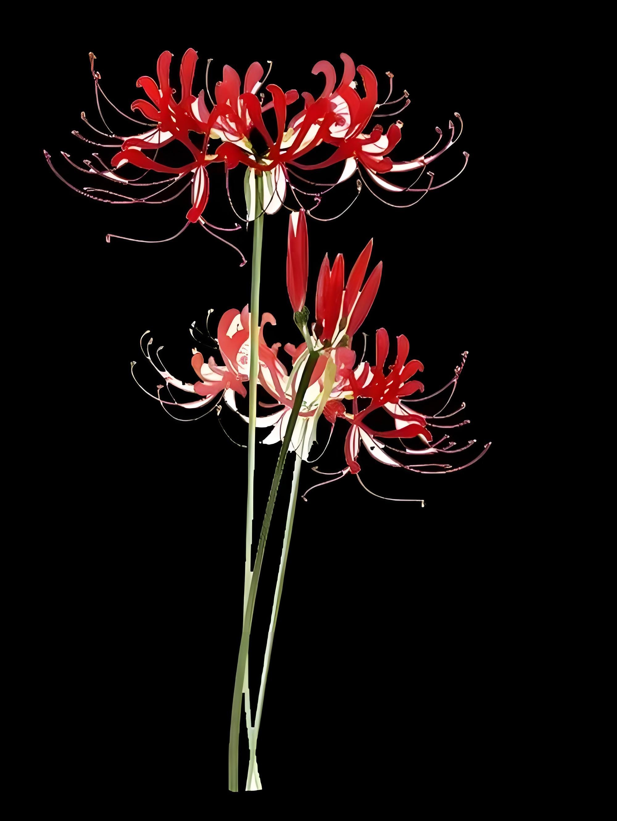 彼岸花妖艳:痛苦的开始