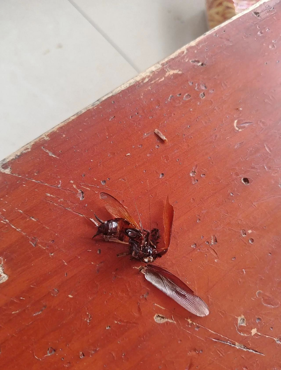 天呀,太可怕了,我发现蟑螂会飞,30多年昨天晚上第一次看见飞起来的