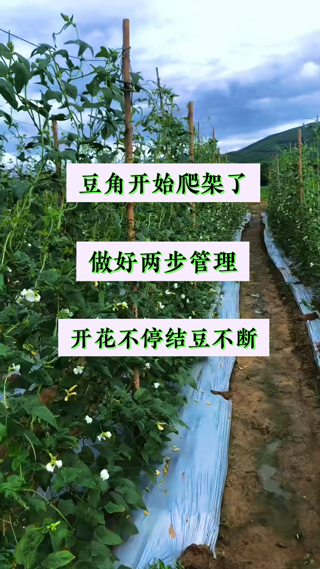 豆角开始爬架了,做好两步管理,开花不停,结豆不断