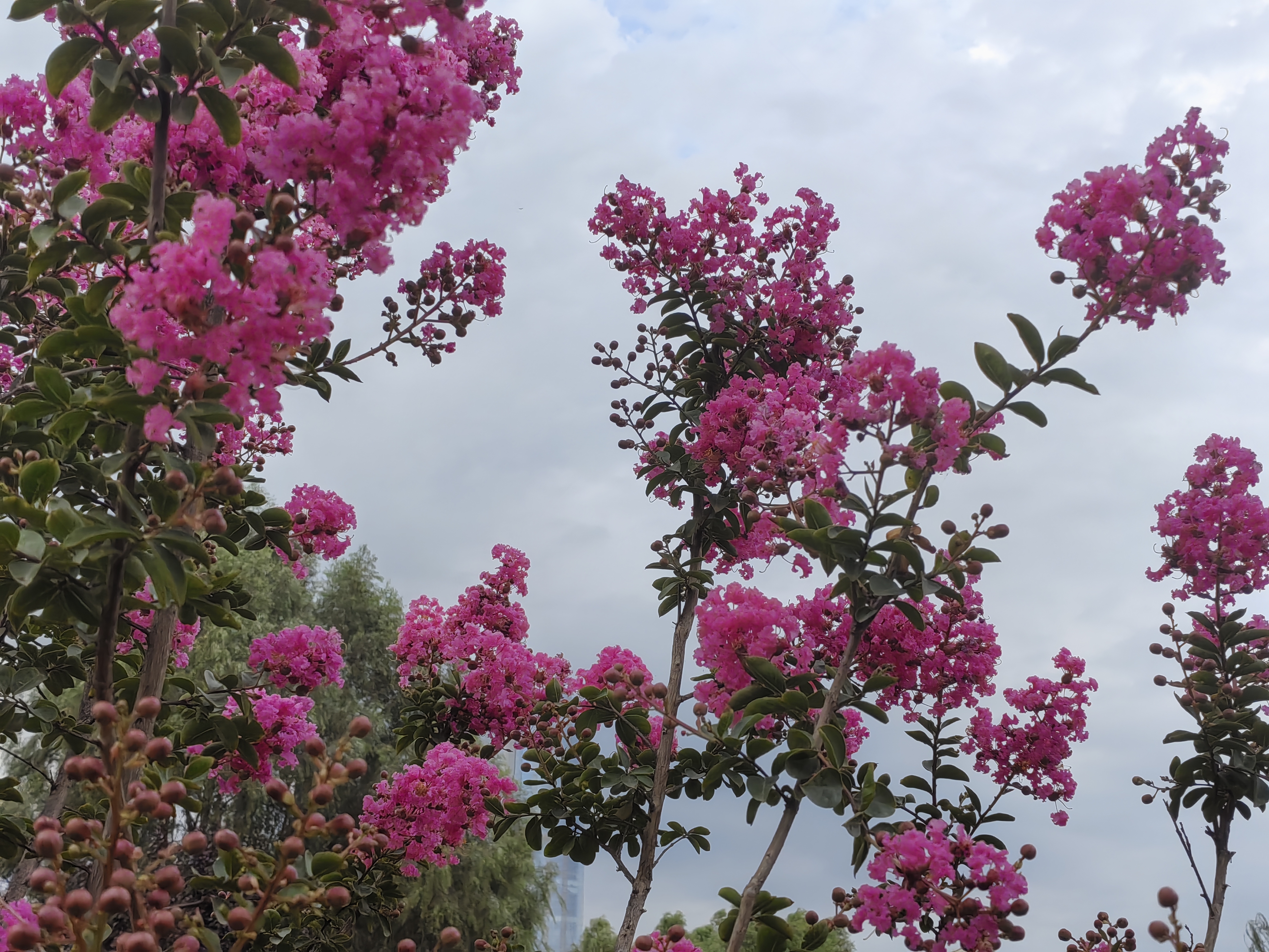 开花,花色丰富,花朵6瓣,先端褶皱,品种比较多,树干光滑,是园林绿化的