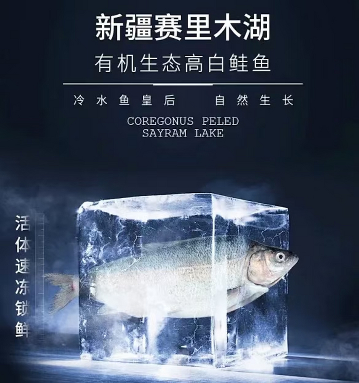 赛里木湖高白鲑鱼95   在赛里木湖成长的高白鲑 生长环境奇特,肉质
