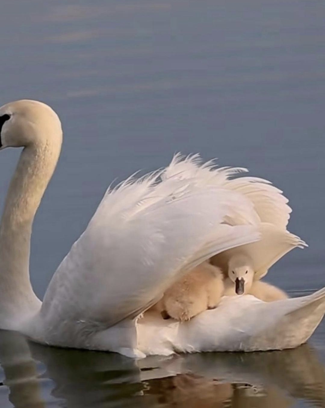 昨天在游汉源湖时见一只天鹅驮着幼崽在水中缓缓游来游去.