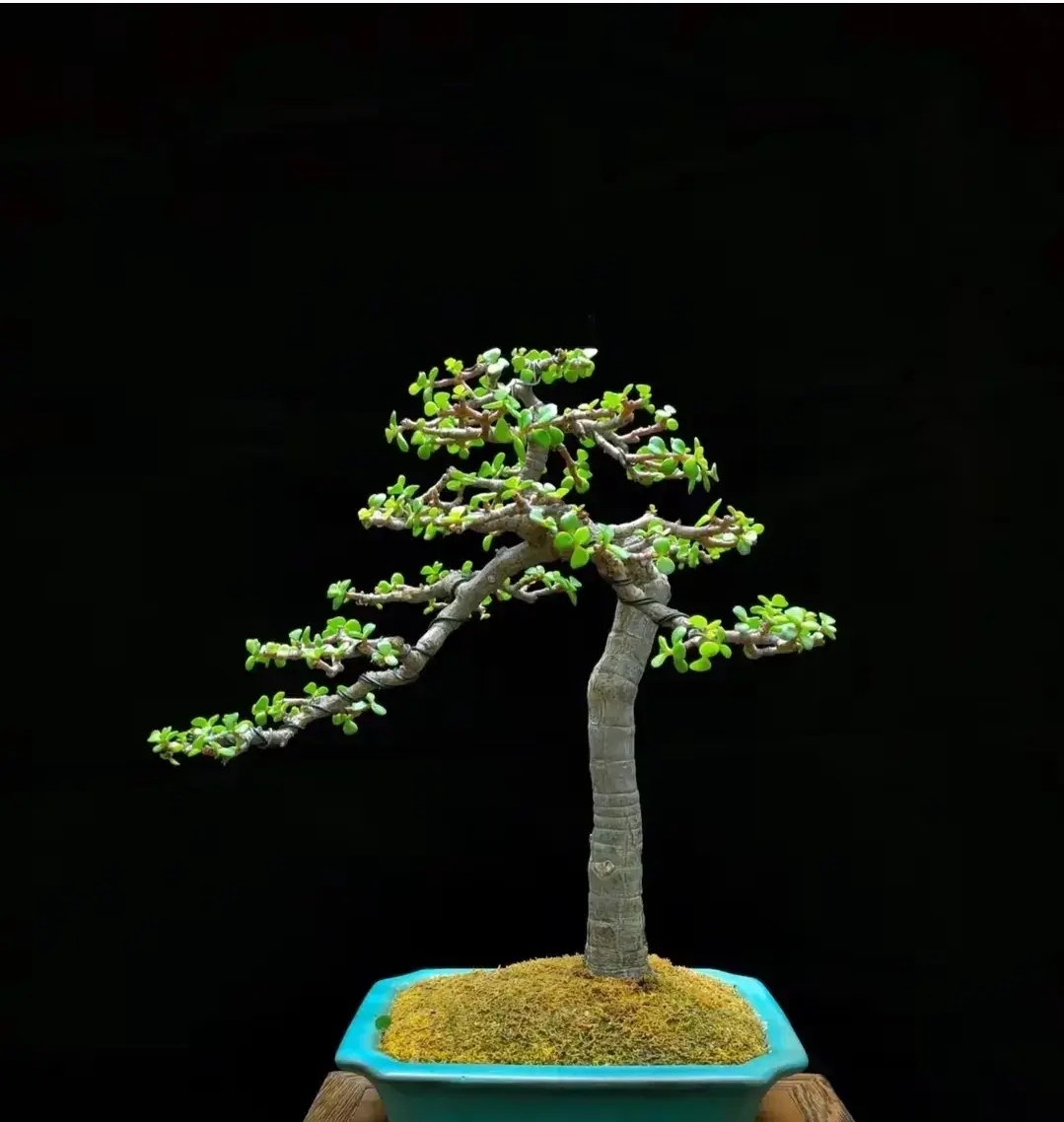 金枝玉叶,盆景新手练习造型不错的素材.