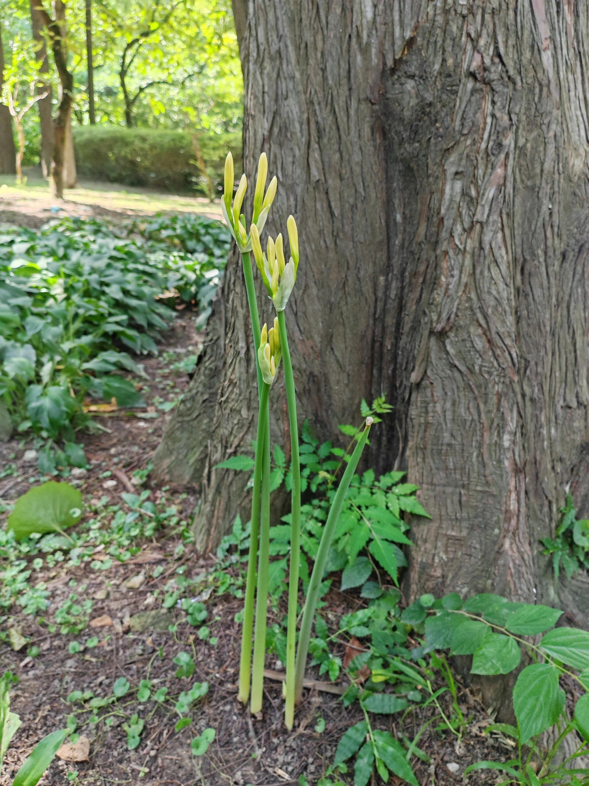 它身形高挑,却不见叶子的踪影,令人充满疑惑.这究竟是什么植物呢?