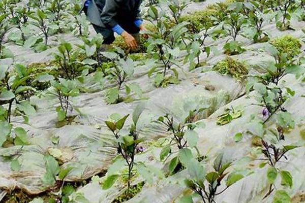 大棚茄子施肥技术,新棚的施肥量比老棚多