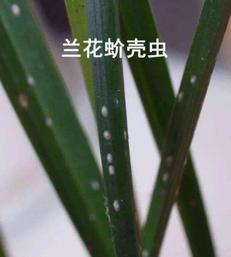 君子兰里边好多小虫子图片