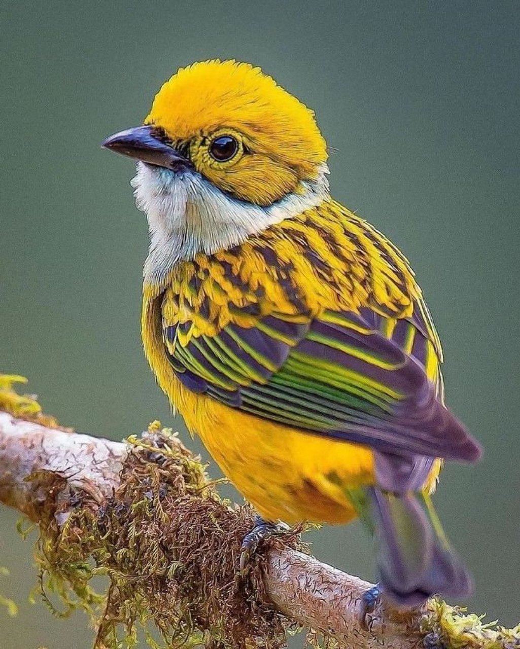 大自然的小精灵太可爱了,好漂亮的鸟