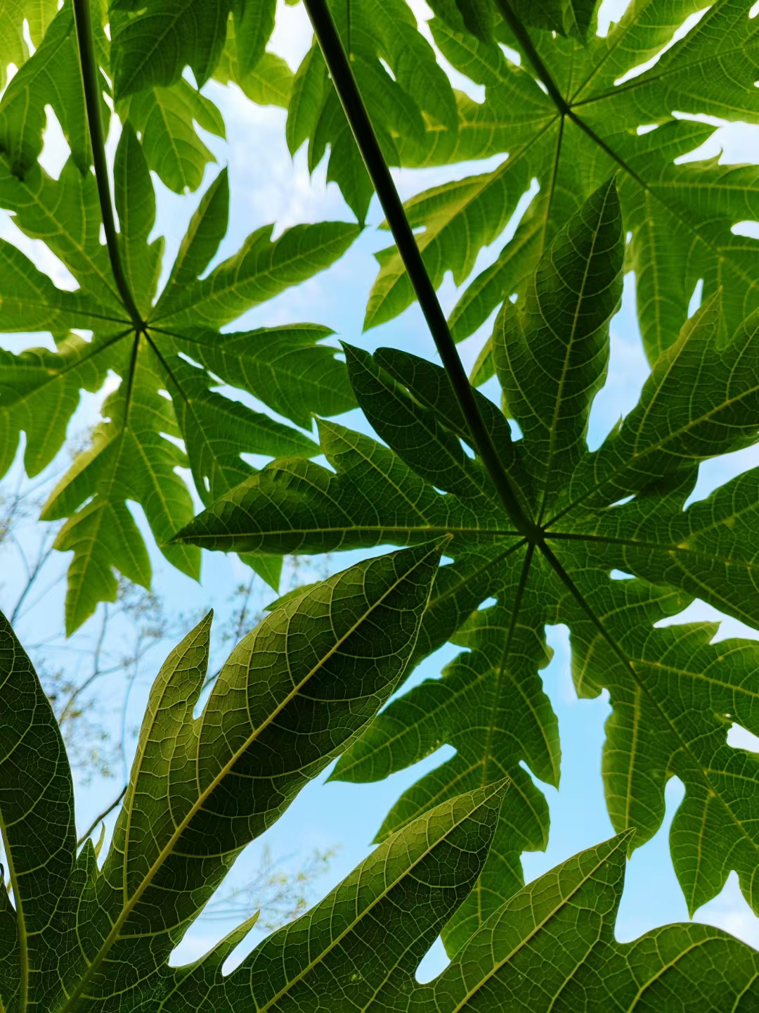 小叶榄仁树的果子熟了,一颗一颗降落到地面,像雨滴蹦落,像成熟的枣子