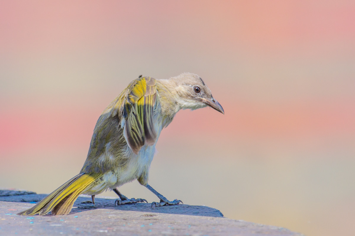 白头翁这种鸟值得饲养吗?