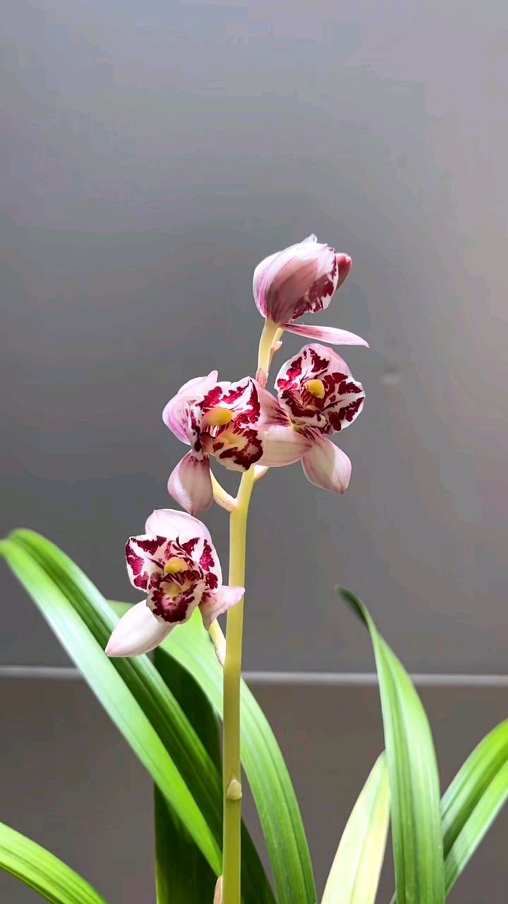 建兰经典品种凤舞九天