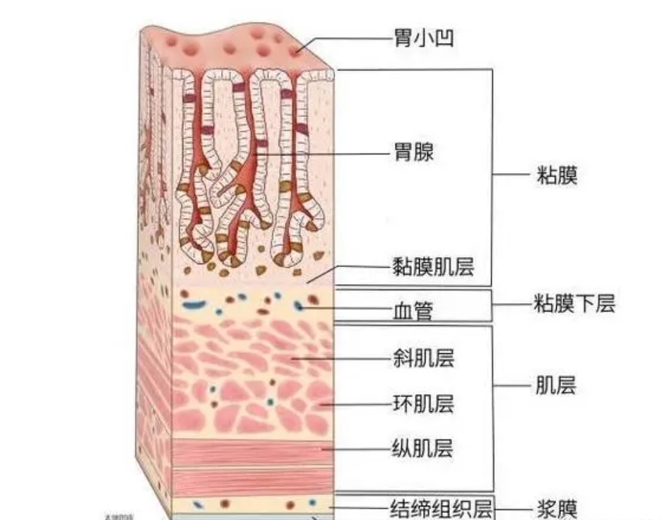 暂时装着这些食物,并以每分钟3次的频率蠕动收缩,使食物与胃酸,胃蛋白