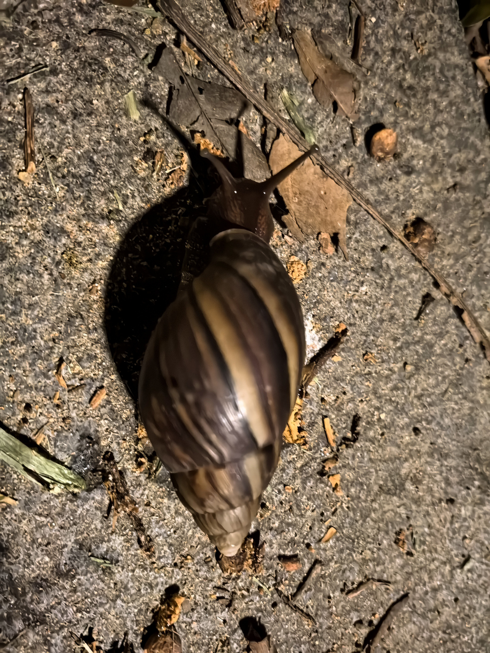 比手掌还大的蜗牛,好想带回家养,却听说有毒?[泪奔]