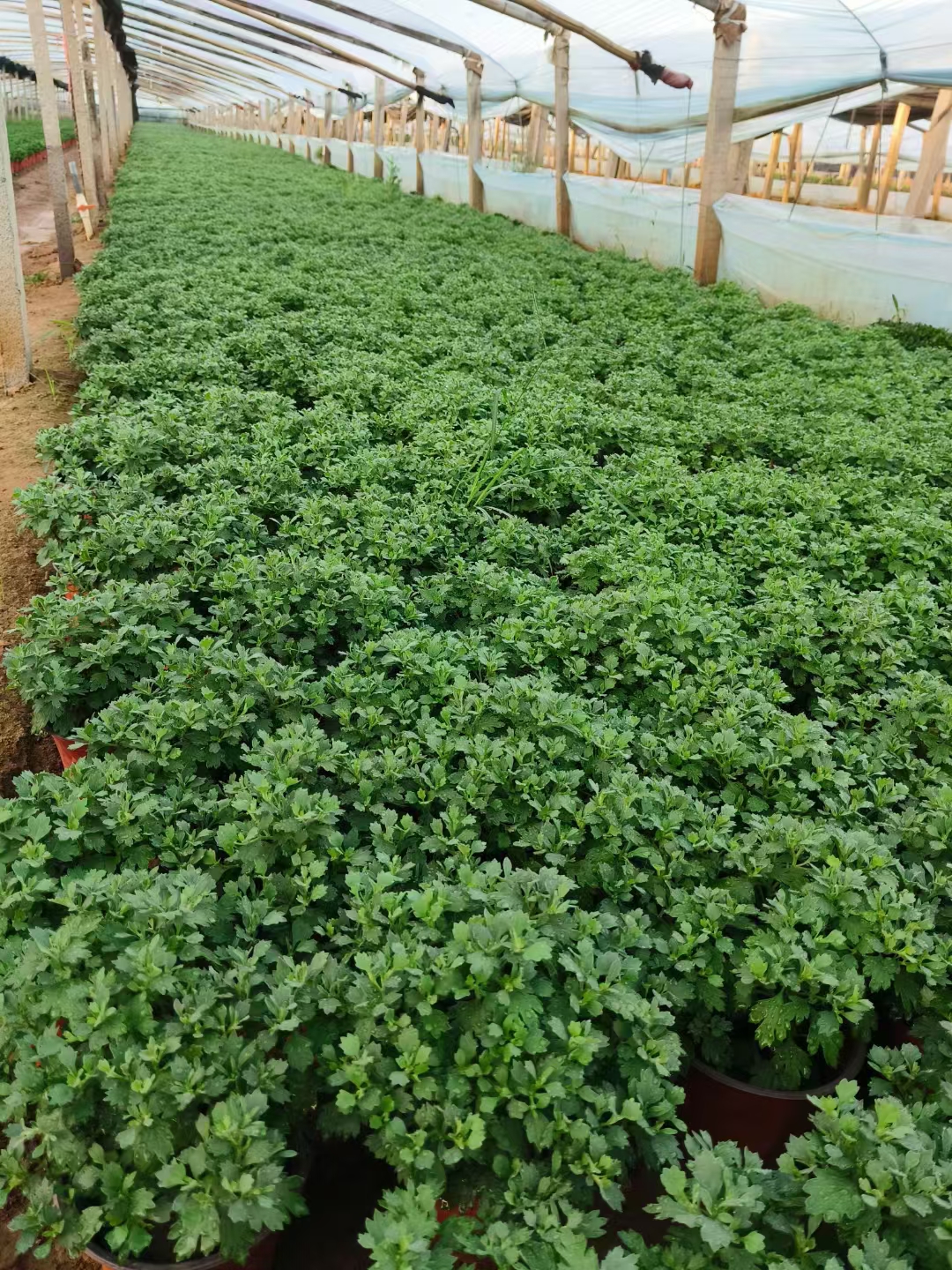 简介 植物类型:球菊为一年生草本植物,但在某些