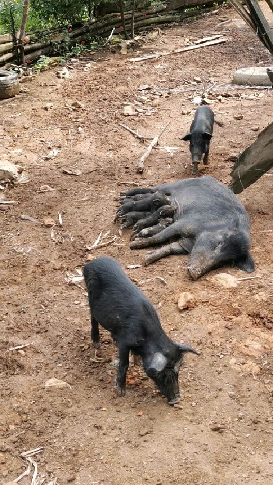 喝奶奶了,藏香猪猪宝宝好可爱哦