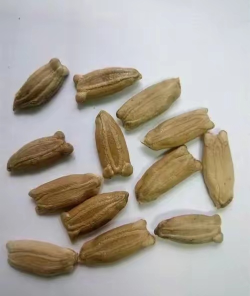 据说,这长相奇特的种子难倒了无数人——见多识广的博物学家和