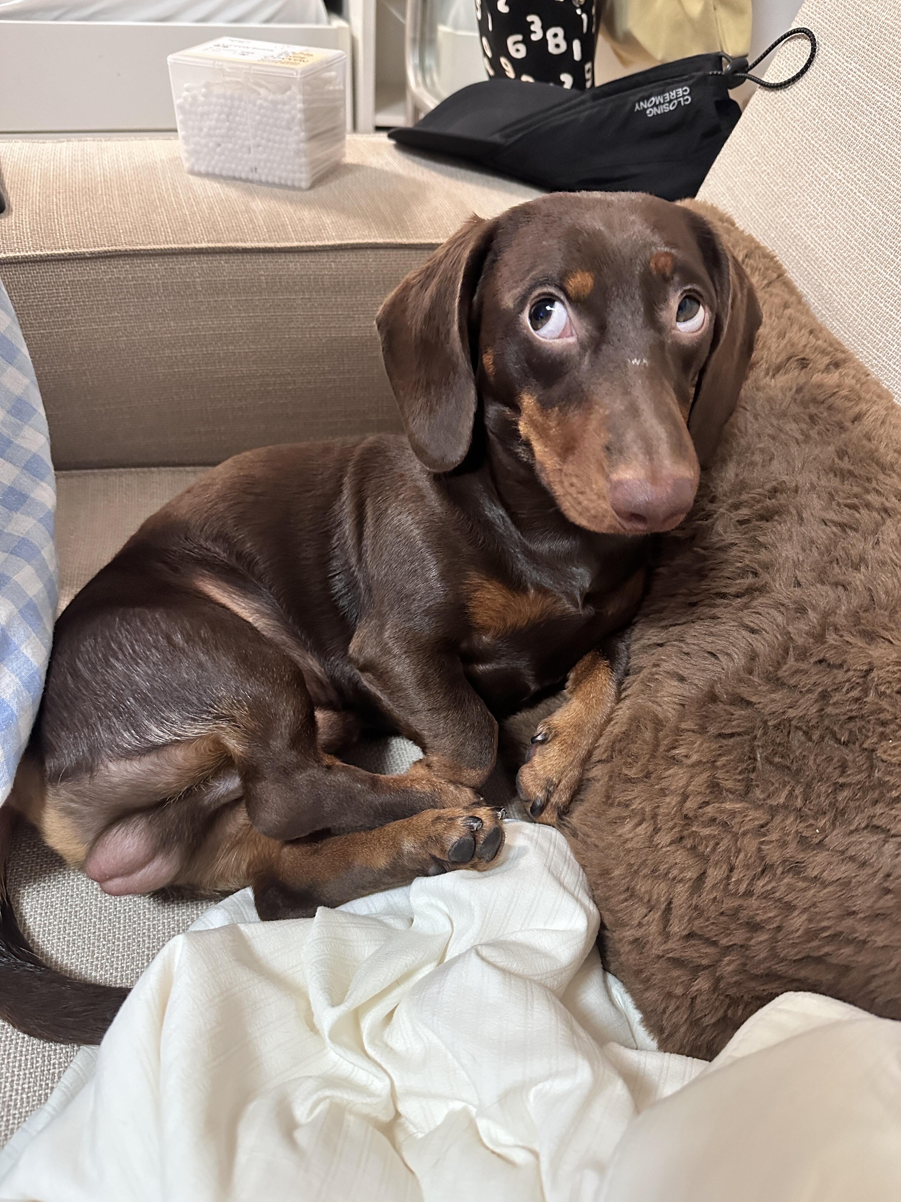 今天我家那迷你短毛腊肠犬又干了一堆让人哭笑不得的事.