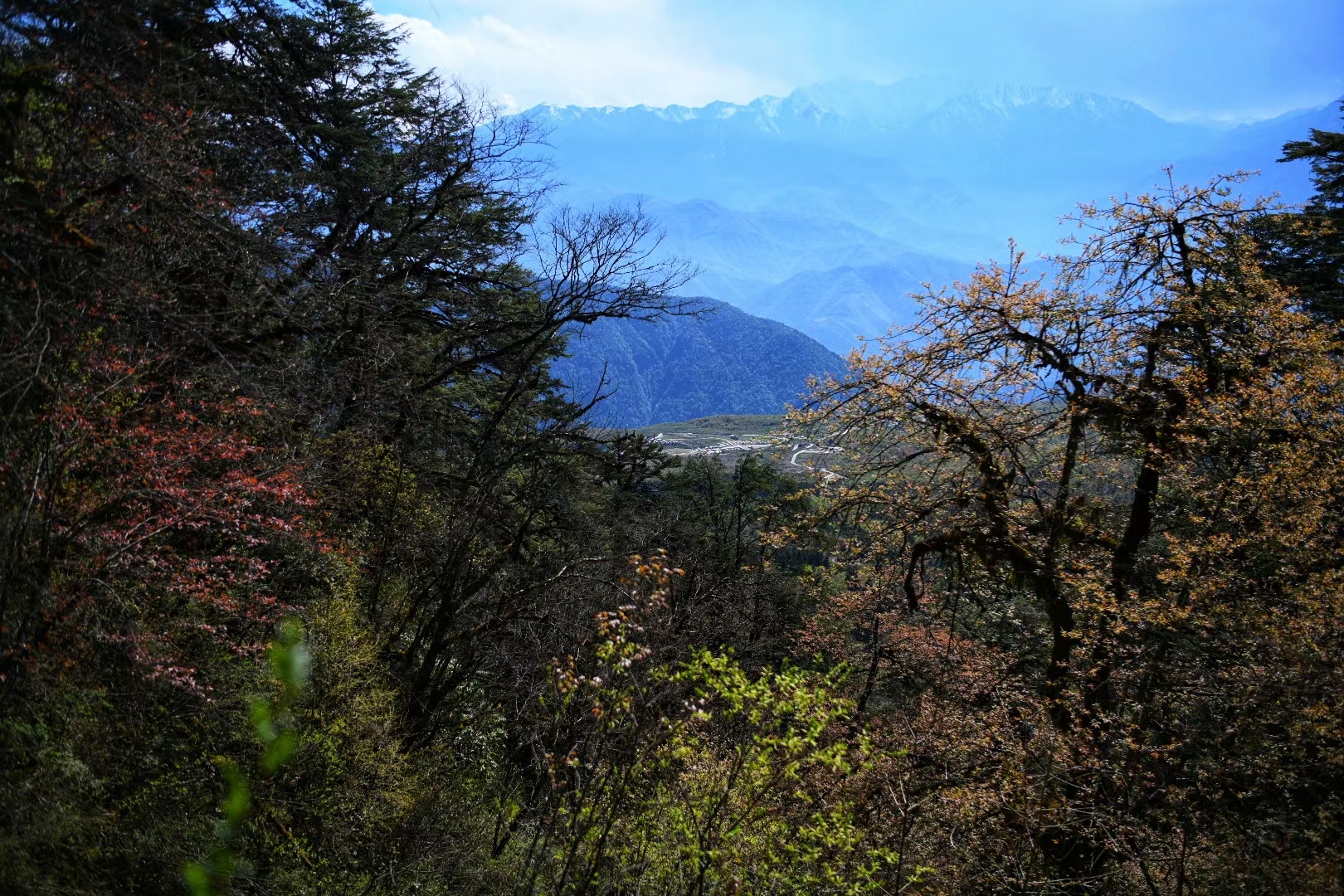 四川王岗坪旅游景区图片