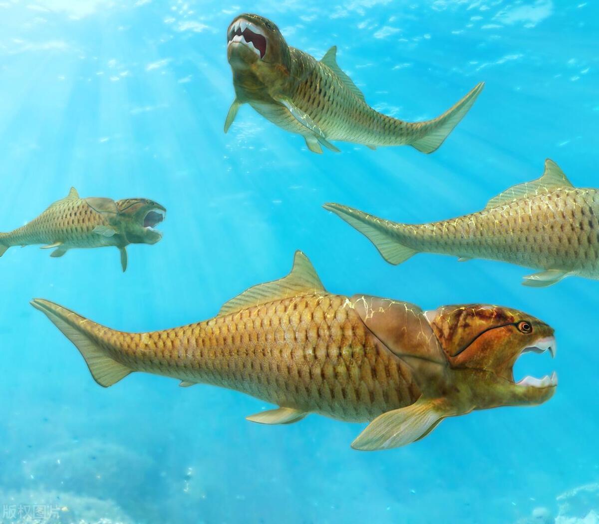 揭秘:地球上最早发生性行为的动物竟然是这些古老生物!