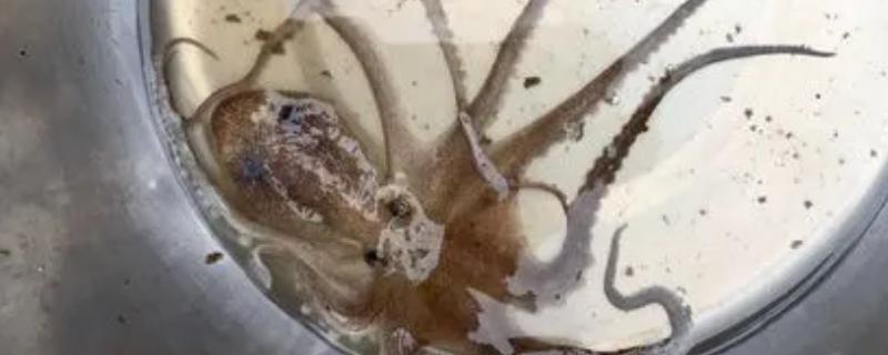 望潮和章鱼的区别,种类和分布均不同