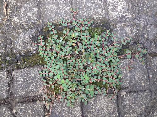 中药材,地锦的介绍