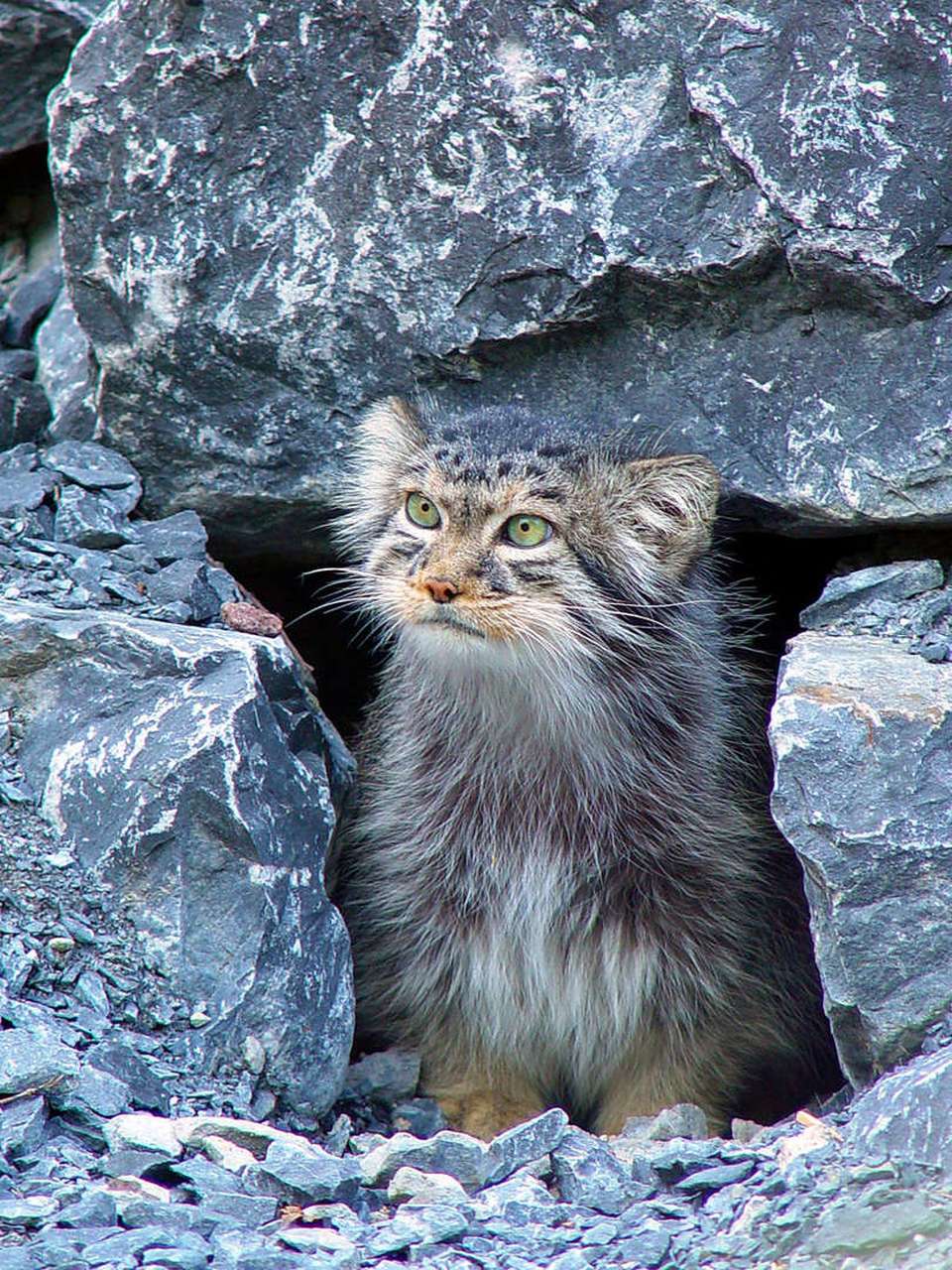 科普一些奇奇怪怪的冷知识# 世界上的稀有猫科动物:帕拉斯猫  与