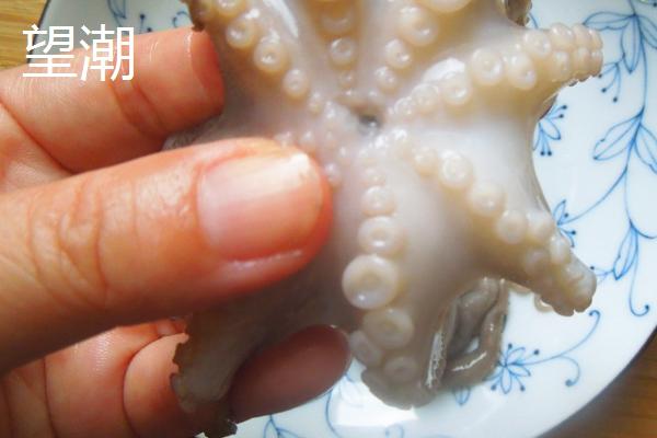 望潮和章鱼的区别,种类和分布均不同