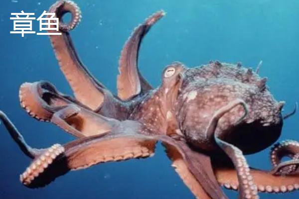 望潮和章鱼的区别,种类和分布均不同