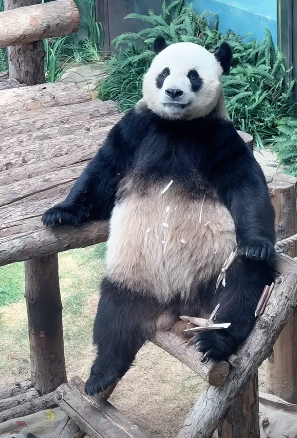 金虎帅气的视频素材网站_成品视频素材下载网站 金虎帅气的视频素材网站_成品视频素材下载网站