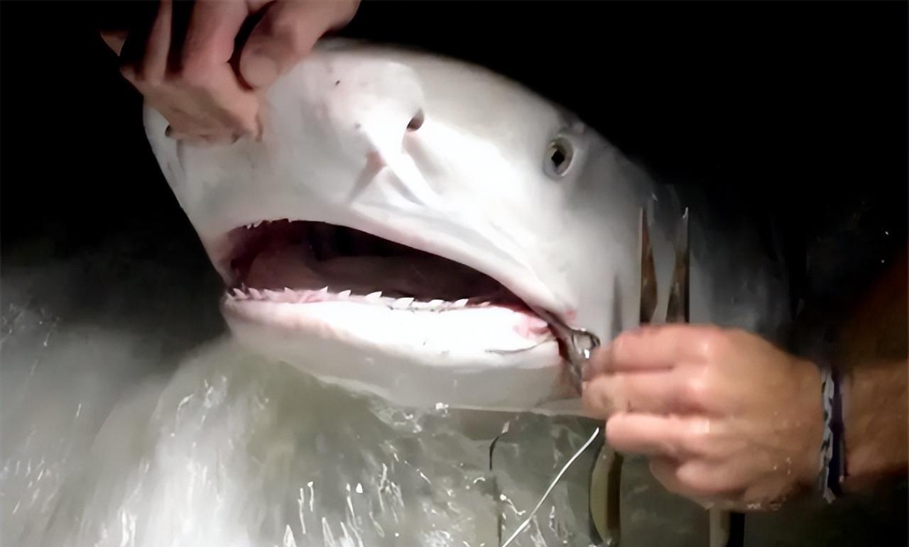 在帮鲨鱼之后,却发生了恐怖的一幕,这个鲨鱼带着一群小弟朝潜水员游了