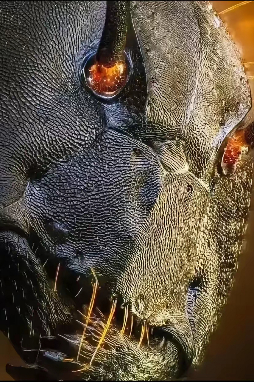 蚂蚁放大10000倍,原来这么恐怖,简直就是魔鬼恶兽!