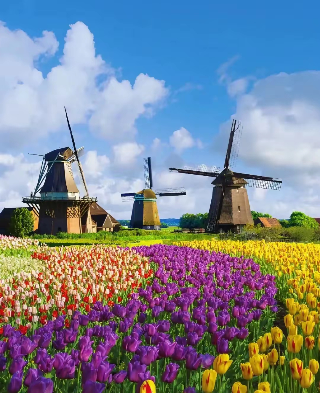 "风车之国"荷兰,到底有多开放?"橱窗女郎"令人咋舌!