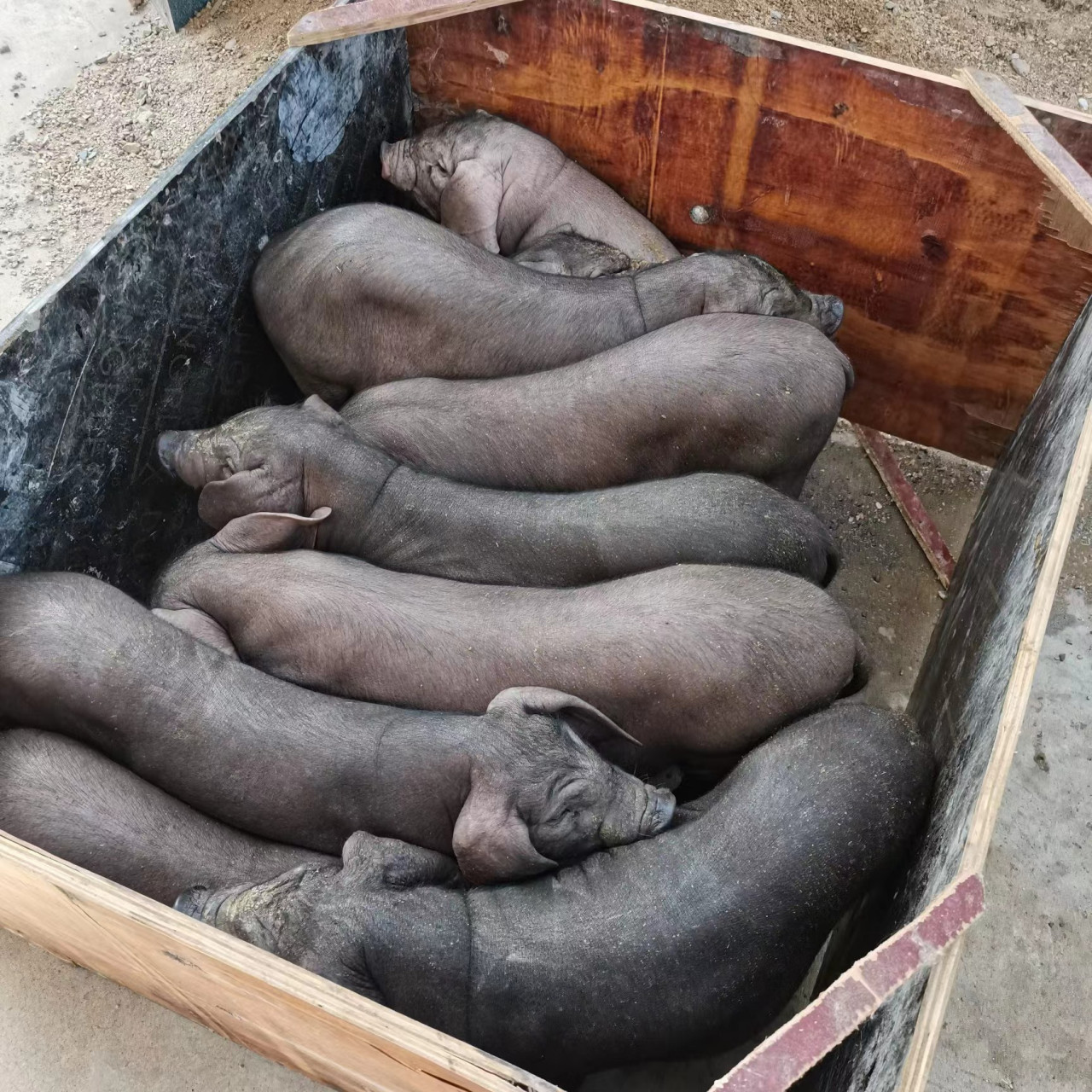 莱芜长白母猪主页一键拨号-莱城,钢城长白母猪-20年生猪价格有望达到