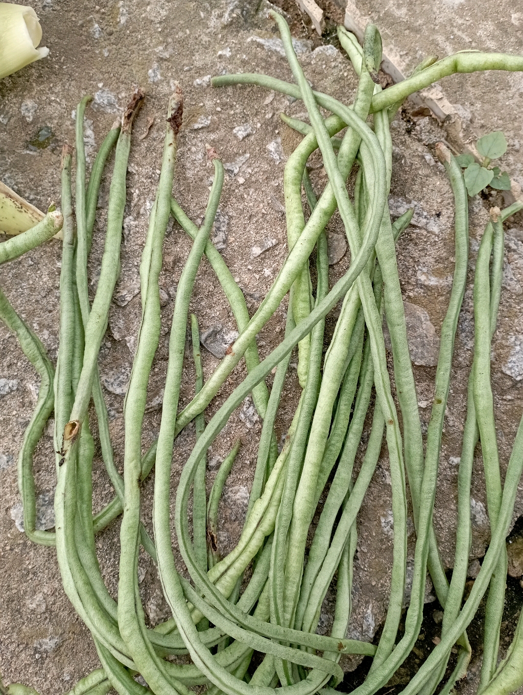 这就是纯绿色的豇豆,这也不能吃啊,所以说现在根本没有绿色食品