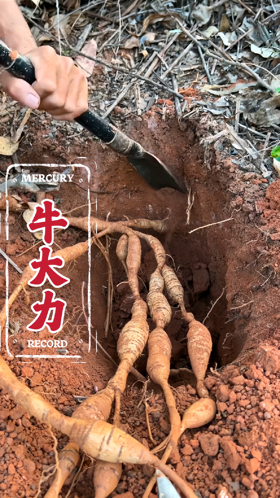 这就是人们口中说的"牛大力"很多人都听过,但不一定认识.