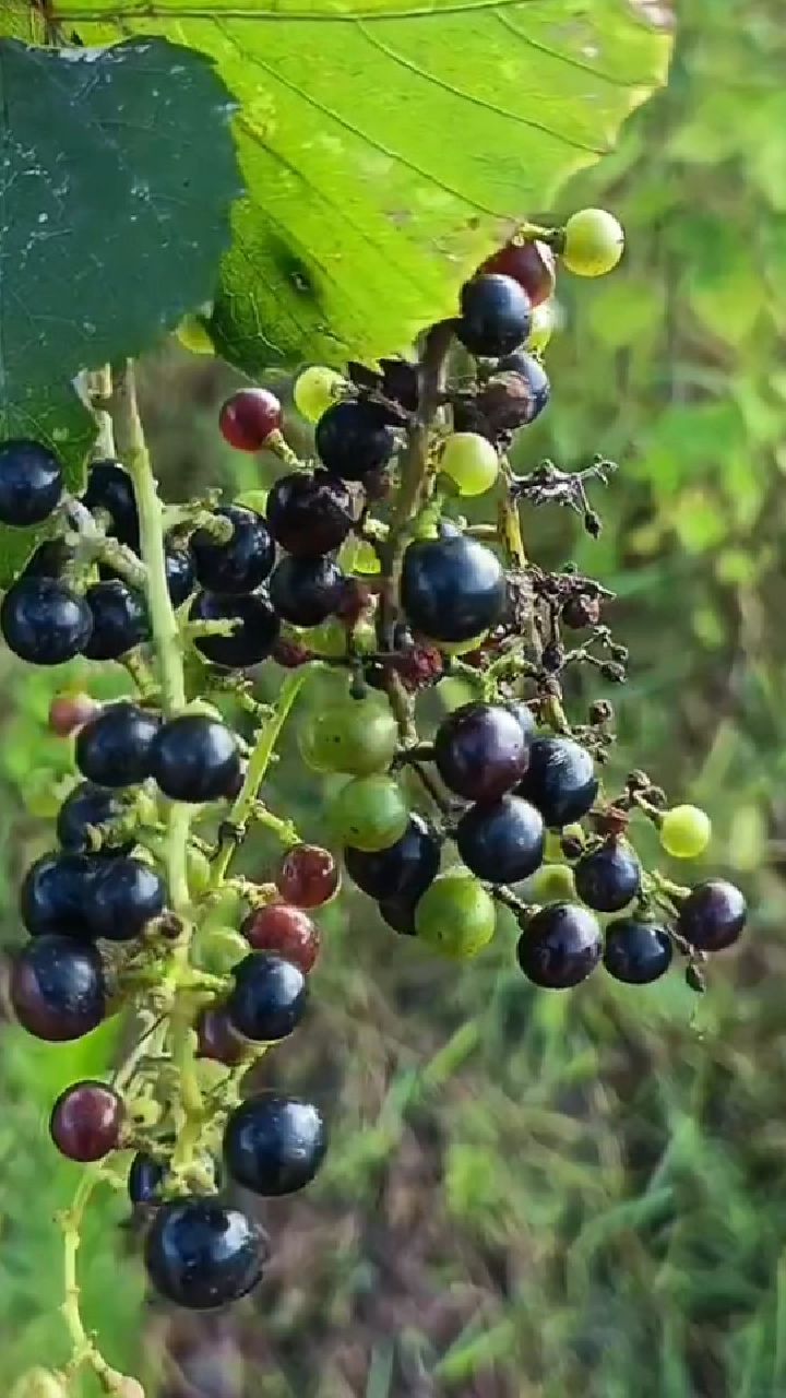 村民在山上拾的什么野果有认识的吗