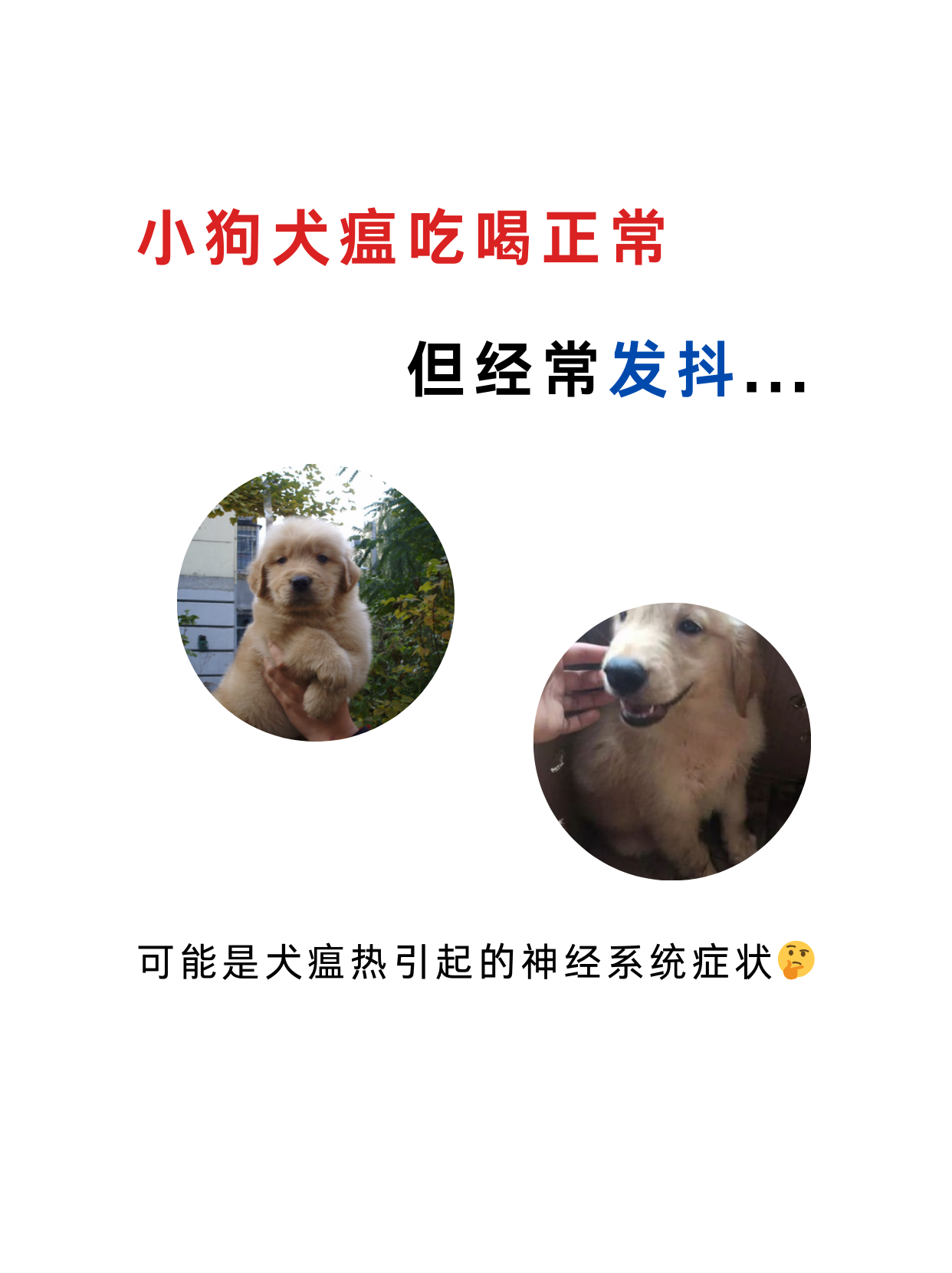 狗狗犬瘟的前兆图片