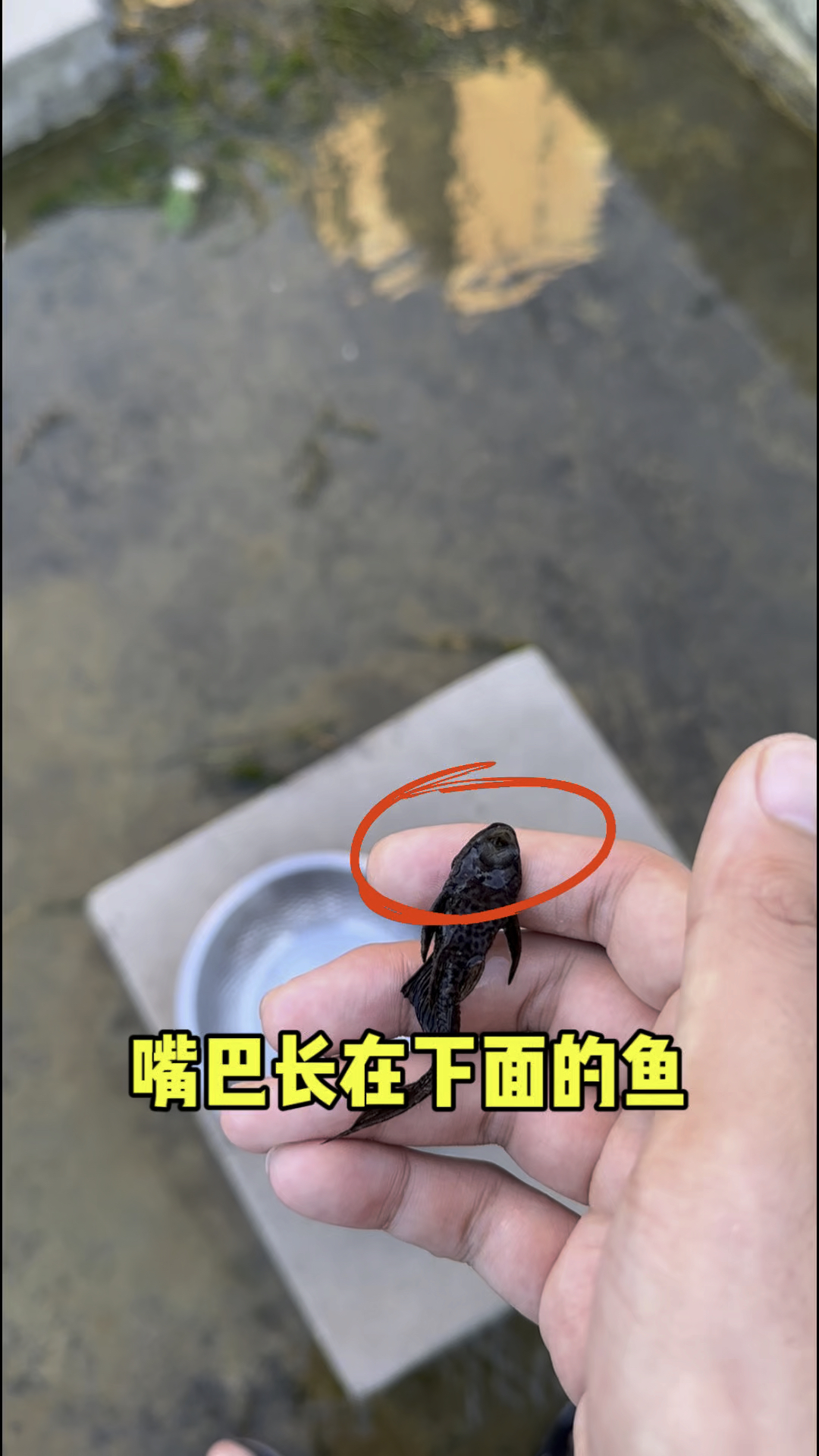 嘴巴长在下面的鱼