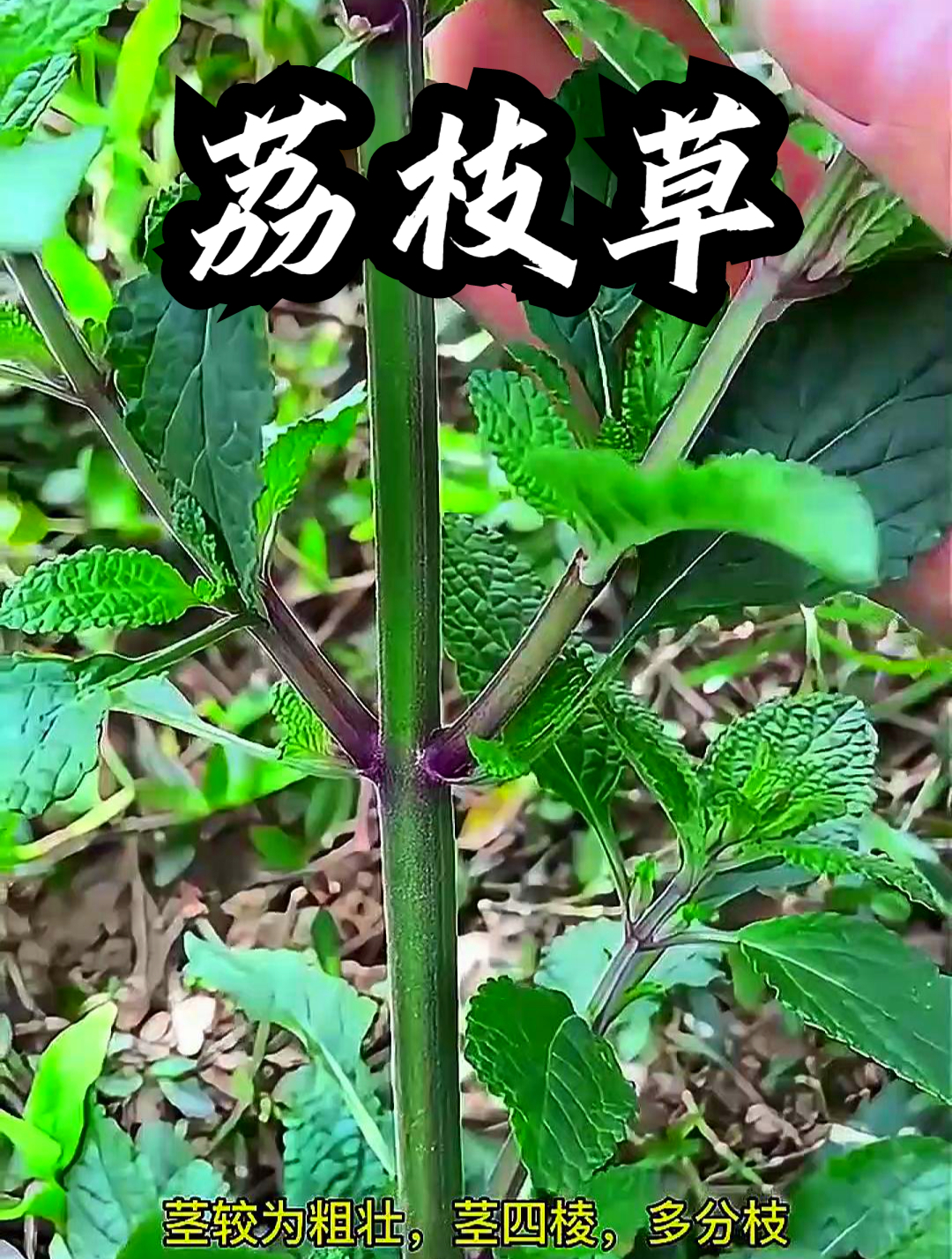 荔枝草也叫癞蛤蟆草,用它煮水饮用,可以提升身体的抵抗力