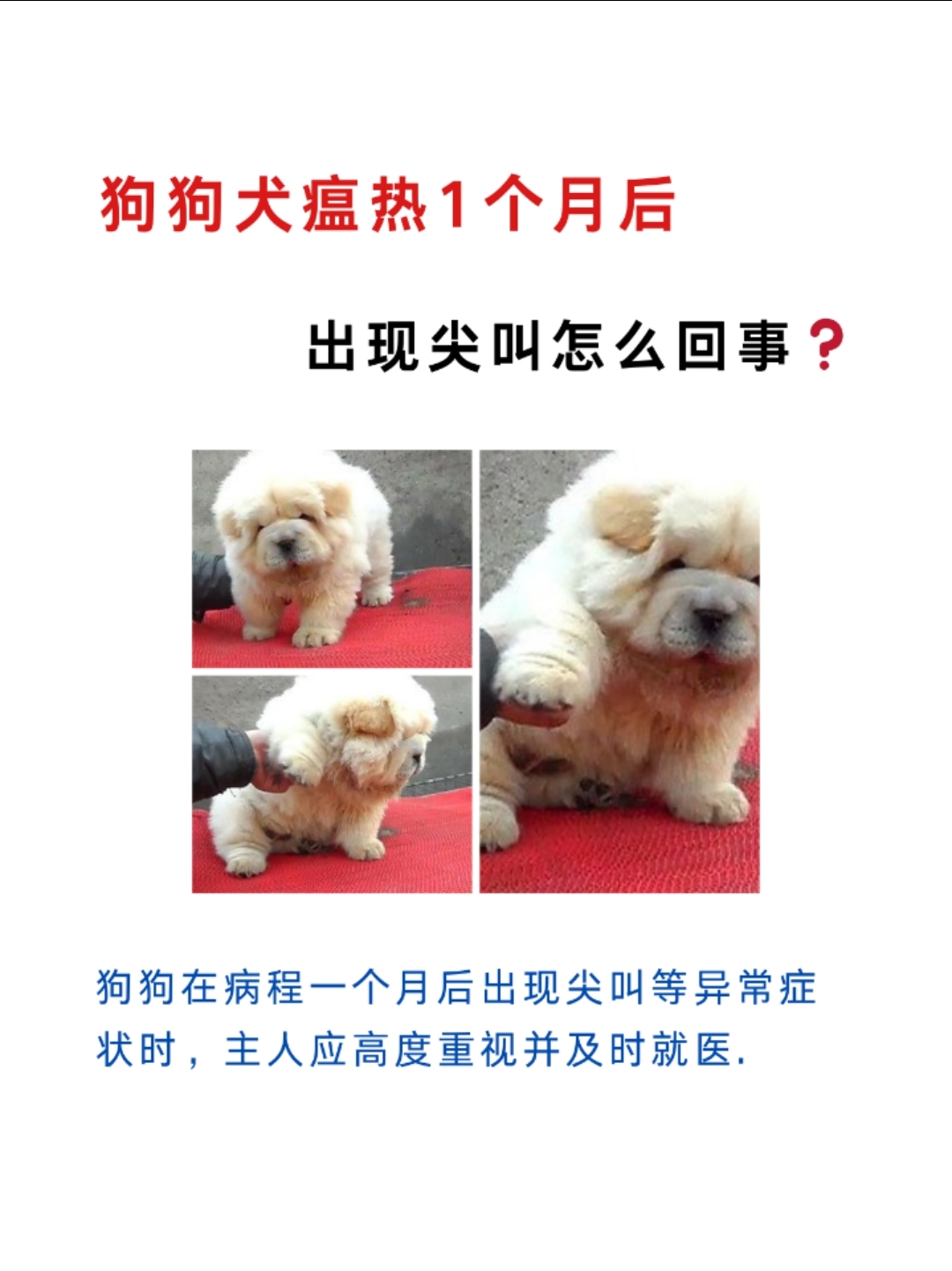 小奶狗犬瘟症状图片