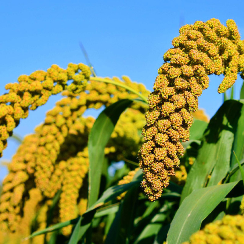买黄小米,认准这6个产地,名副其实的小米之乡,米油厚,营养高