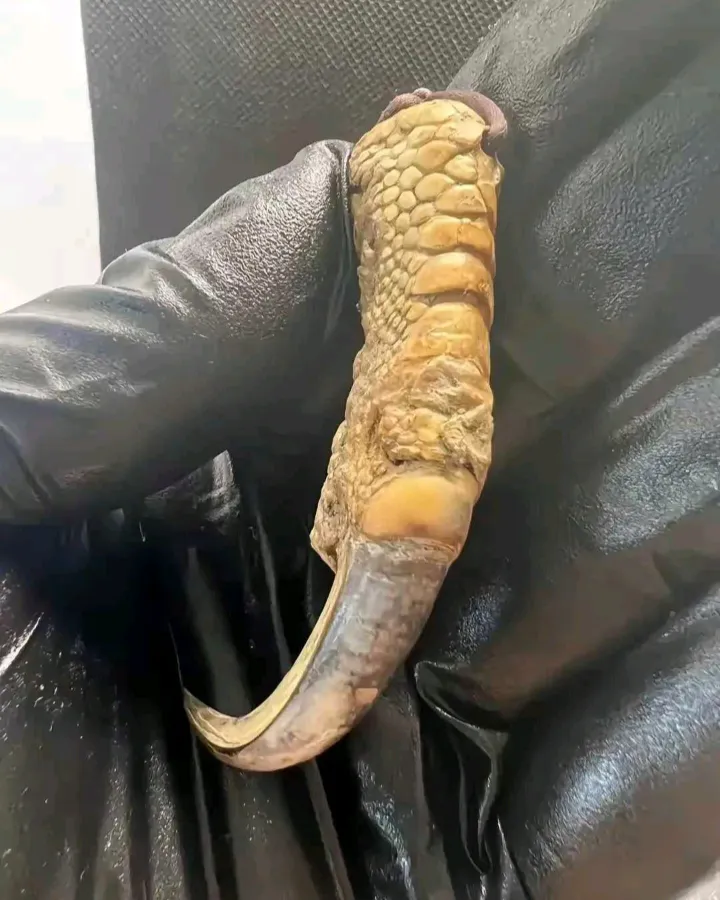 朋友为了感谢我在动迁上帮了他的忙,赠送给我的,据