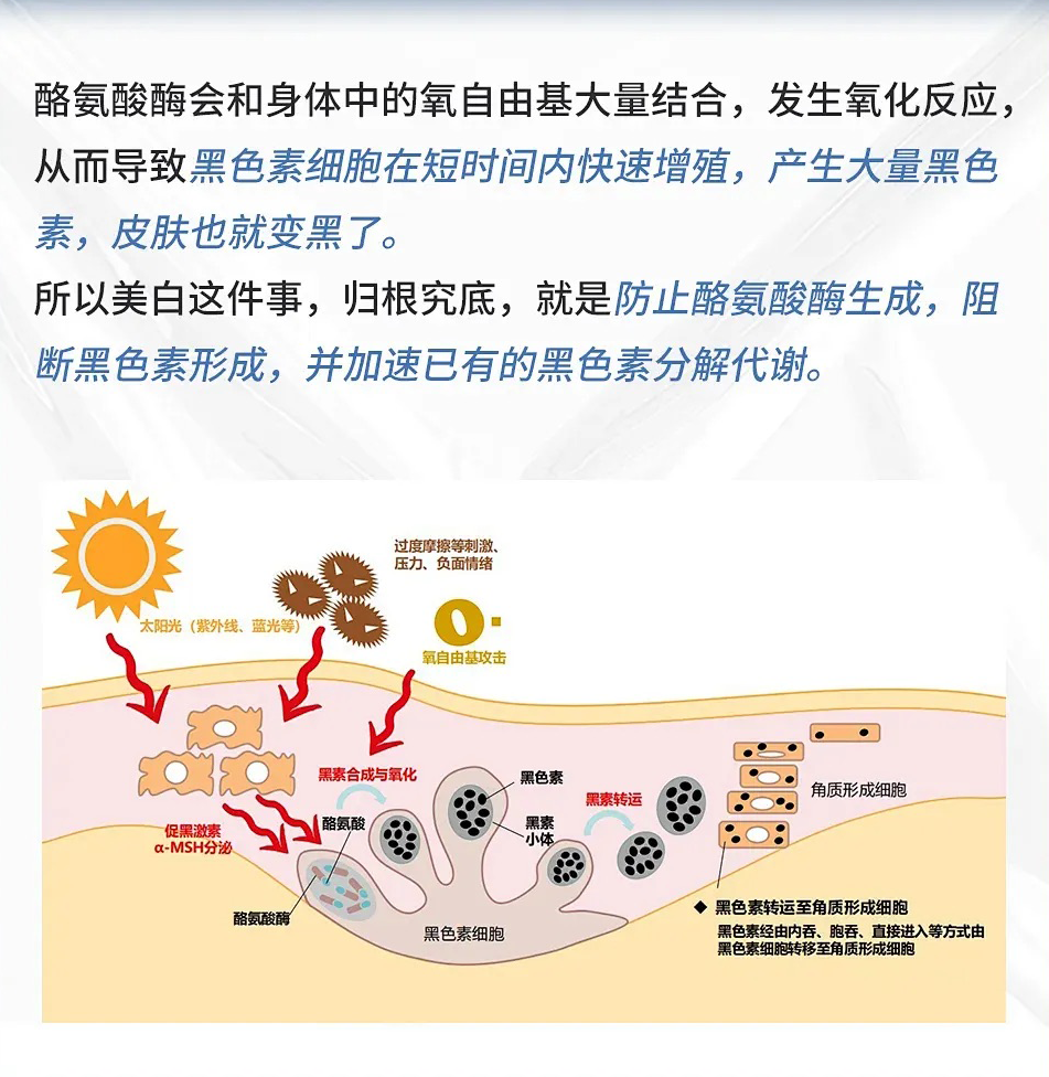 酪氨酸酶的作用 baijiahao.baidu.com