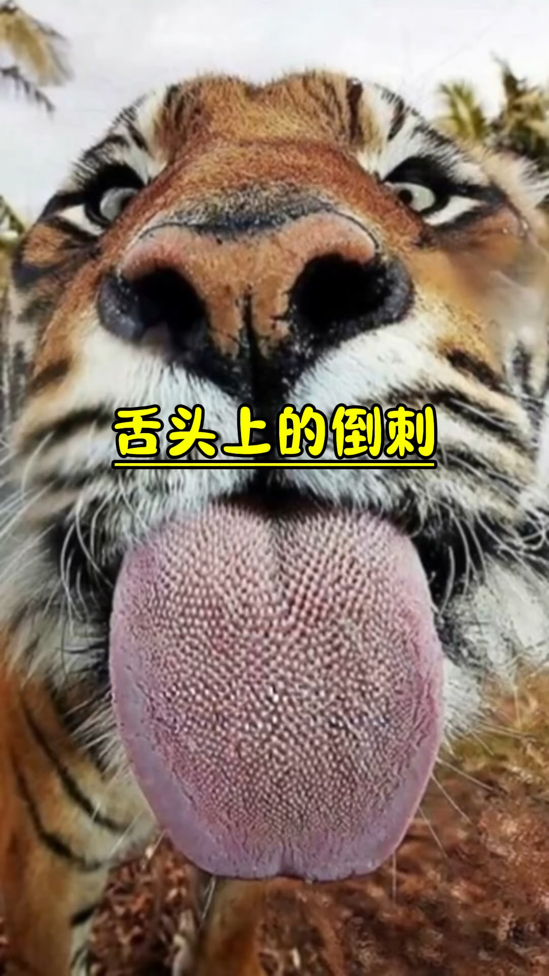 为什么猫科动物的舌头有倒刺