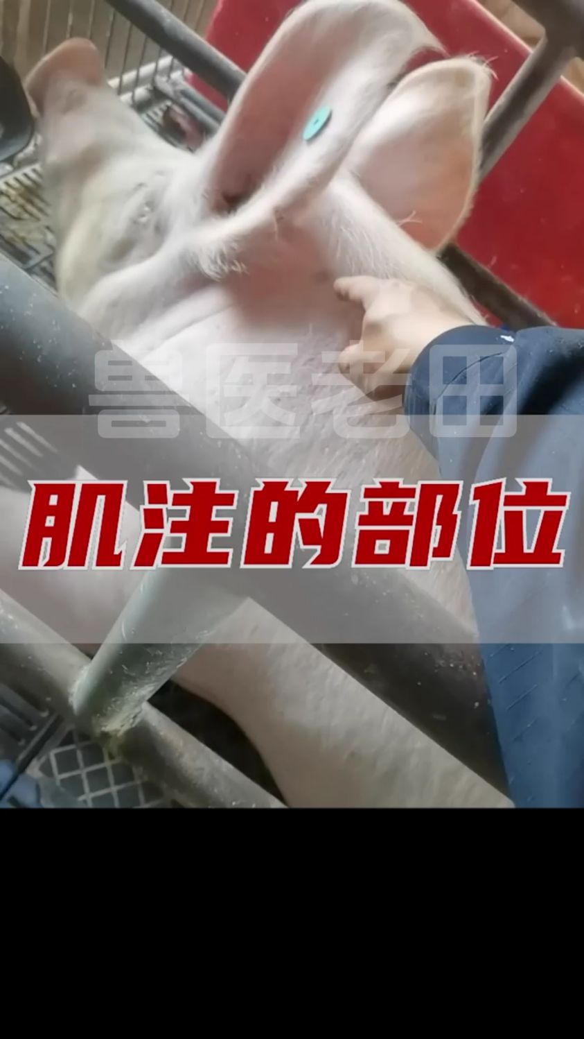 肌肉注射的位置