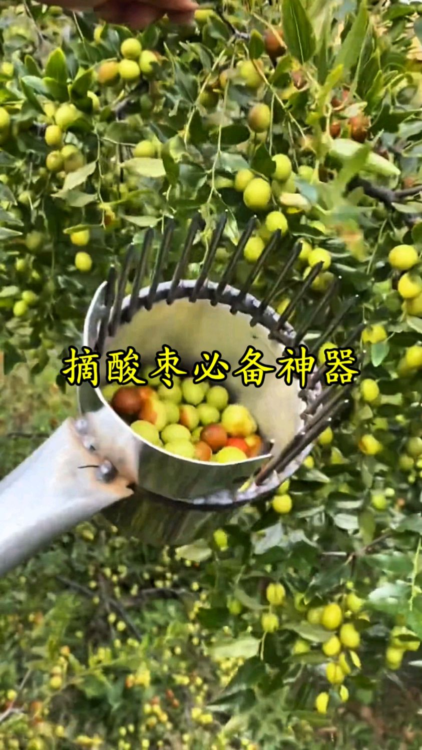 摘酸枣必备神器#农民好帮手 #生活好帮手 #摘果神器