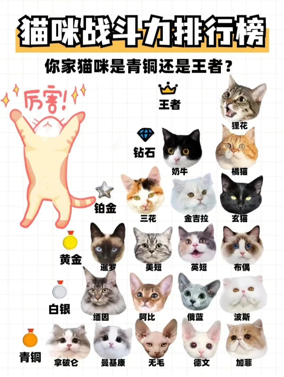 猫咪战斗力排行榜  一直以来猫咪都是活泼好动的猫科动物,蹦蹦跳跳,打