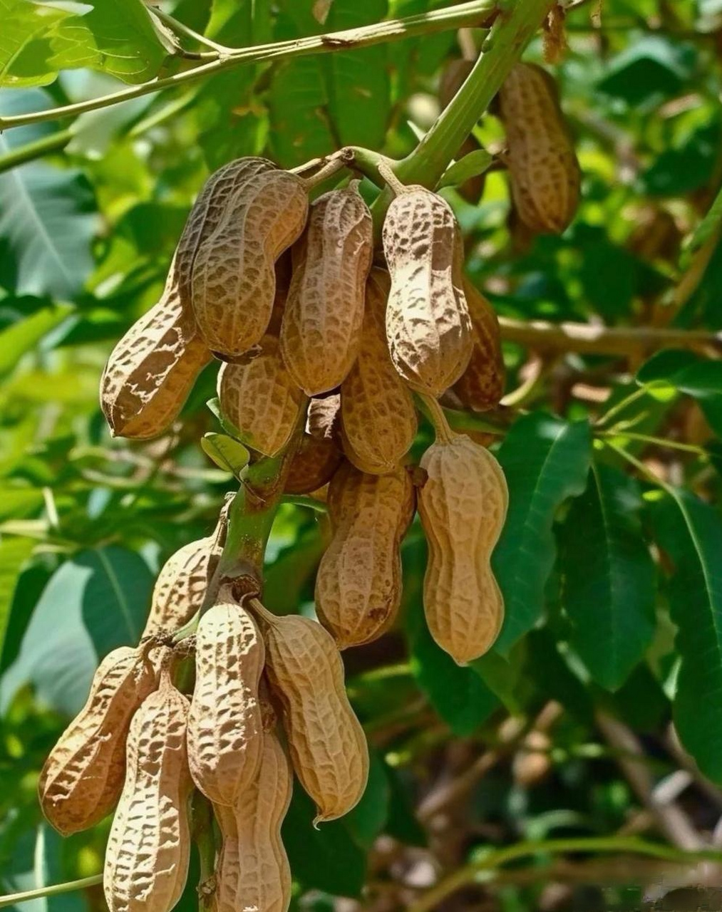 在广阔的田野里,立着一棵棵花生树,它们一个个挺拔傲骄,树枝上挂着