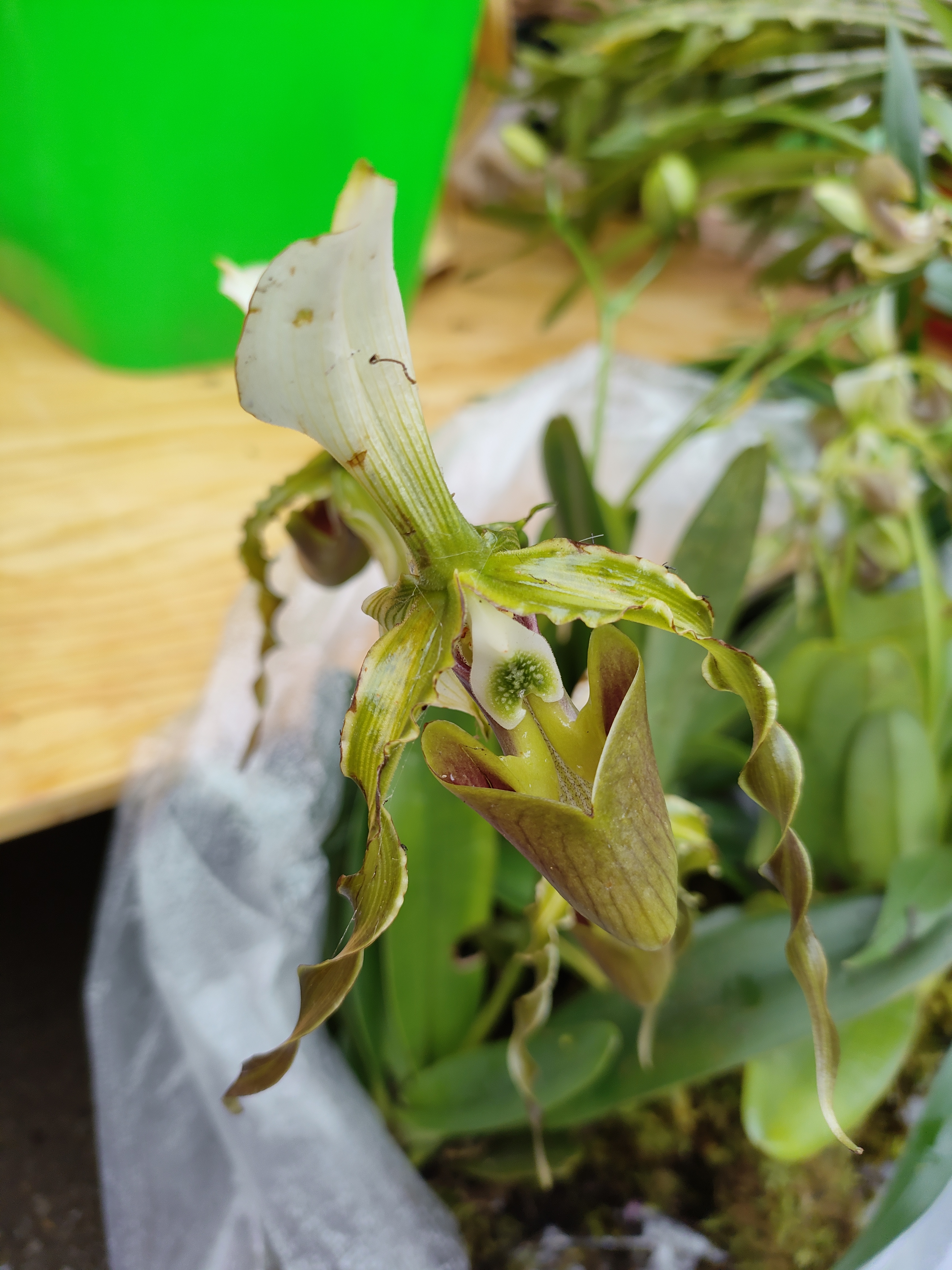 幽兰在山谷,本自无人识, 只为馨香重,求者遍山隅