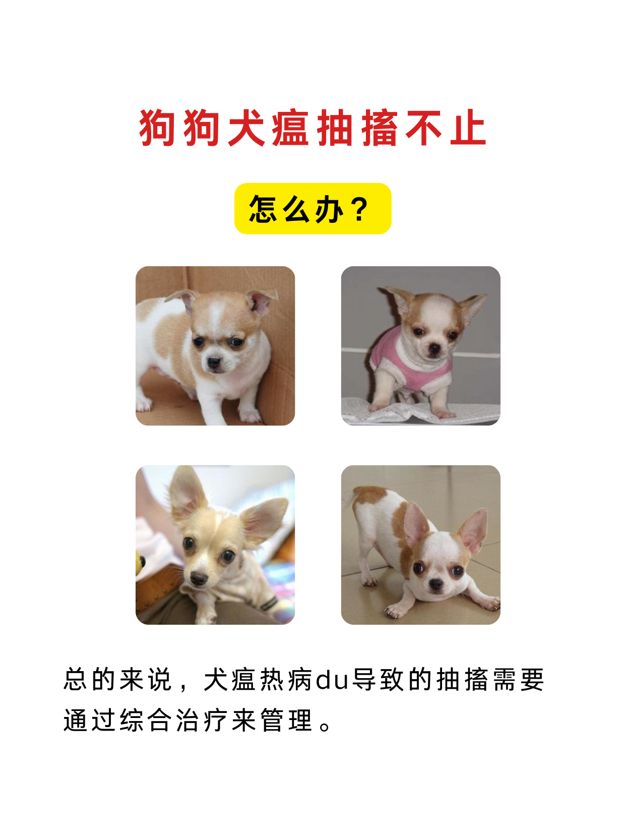 狗狗犬瘟的前兆图片