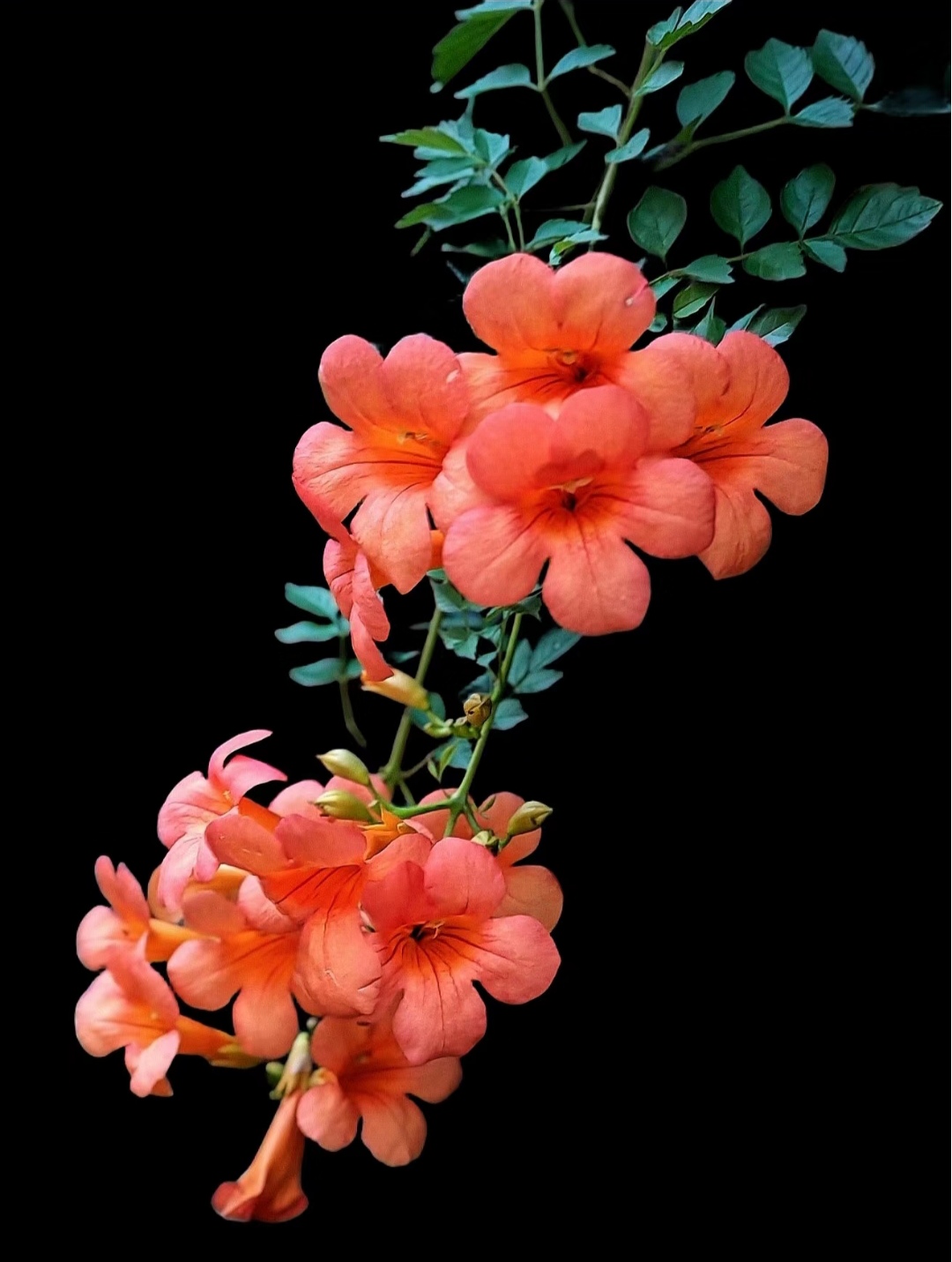 的图片桌面壁纸图片凌霄花颜色凌霄花照片花卉壁纸花草漂亮的花朵图片